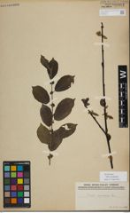 Foto von Salix myrsinifolia Salisb.